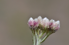 Antennaria rosea pulvinata