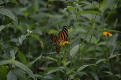 Eresia phillyra phillyra