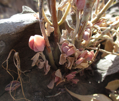 Kalanchoe rotundifolia