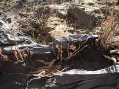 Kalanchoe rotundifolia