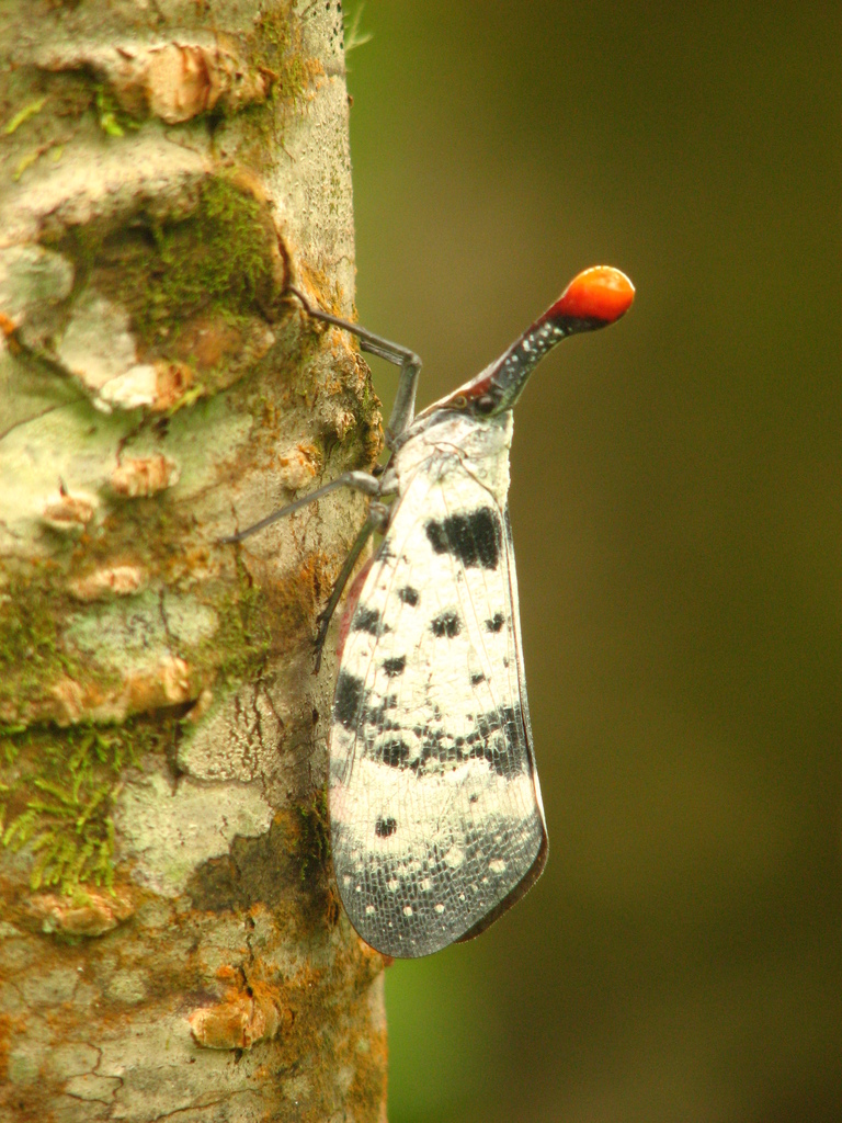 Pyrops clavatus