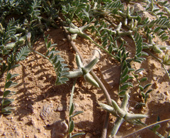 Astragalus tribuloides