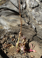 Kalanchoe rotundifolia