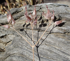 Kalanchoe rotundifolia
