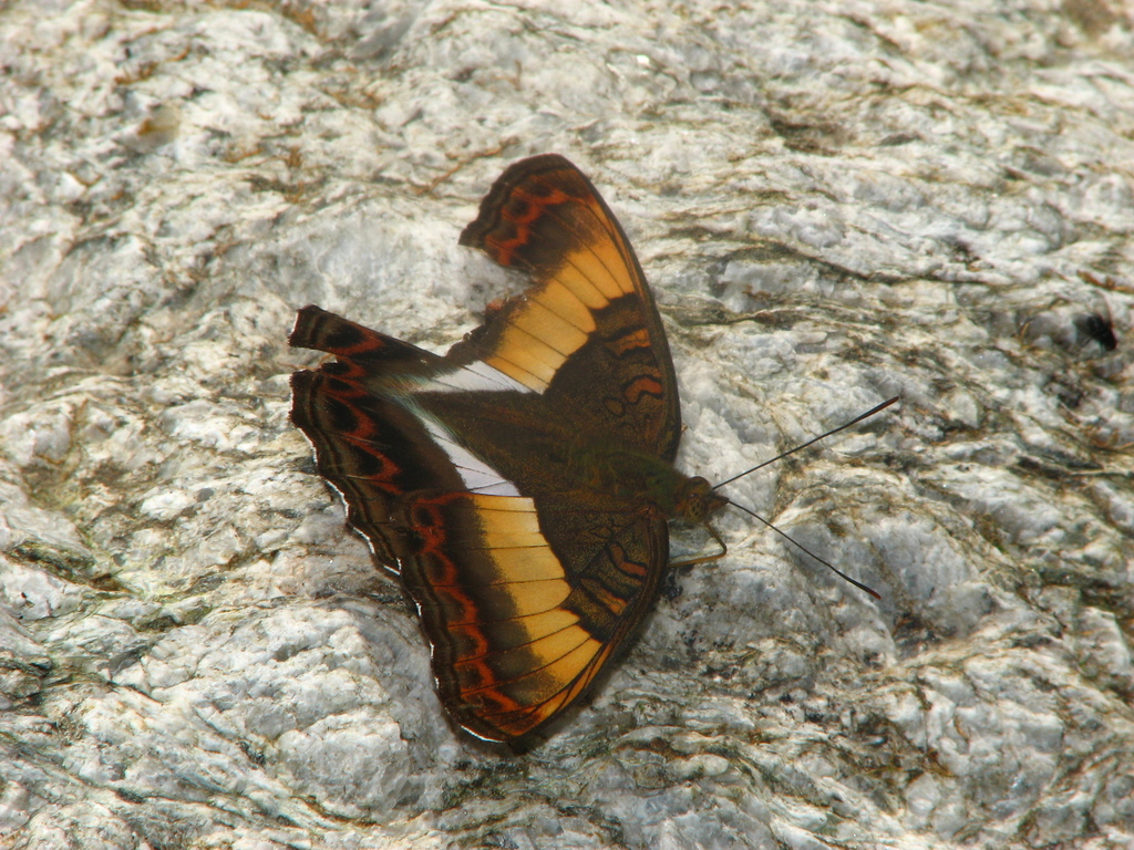 Bicolor Commodore