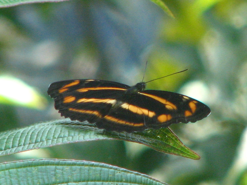 Great Yellow Sailer