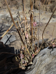 Kalanchoe rotundifolia