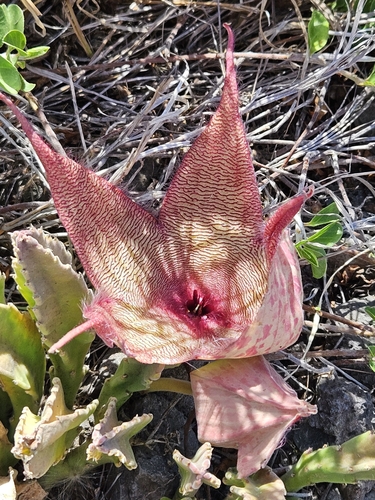 Image of Stapelia gigantea by no rights reserved