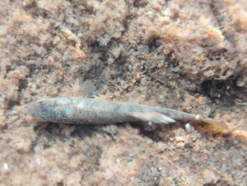 Central Mudminnow (Umbra limi)