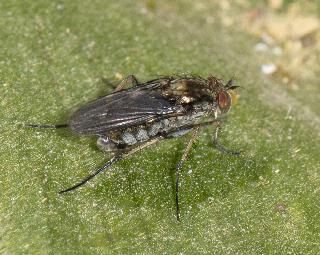 Tachytrechus intermedius