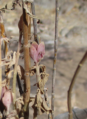 Kalanchoe rotundifolia
