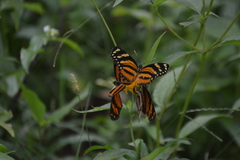 Eresia phillyra phillyra