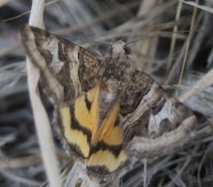 Drasteria hastingsii