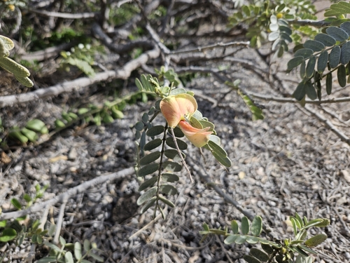 Image of Sesbania tomentosa by no rights reserved