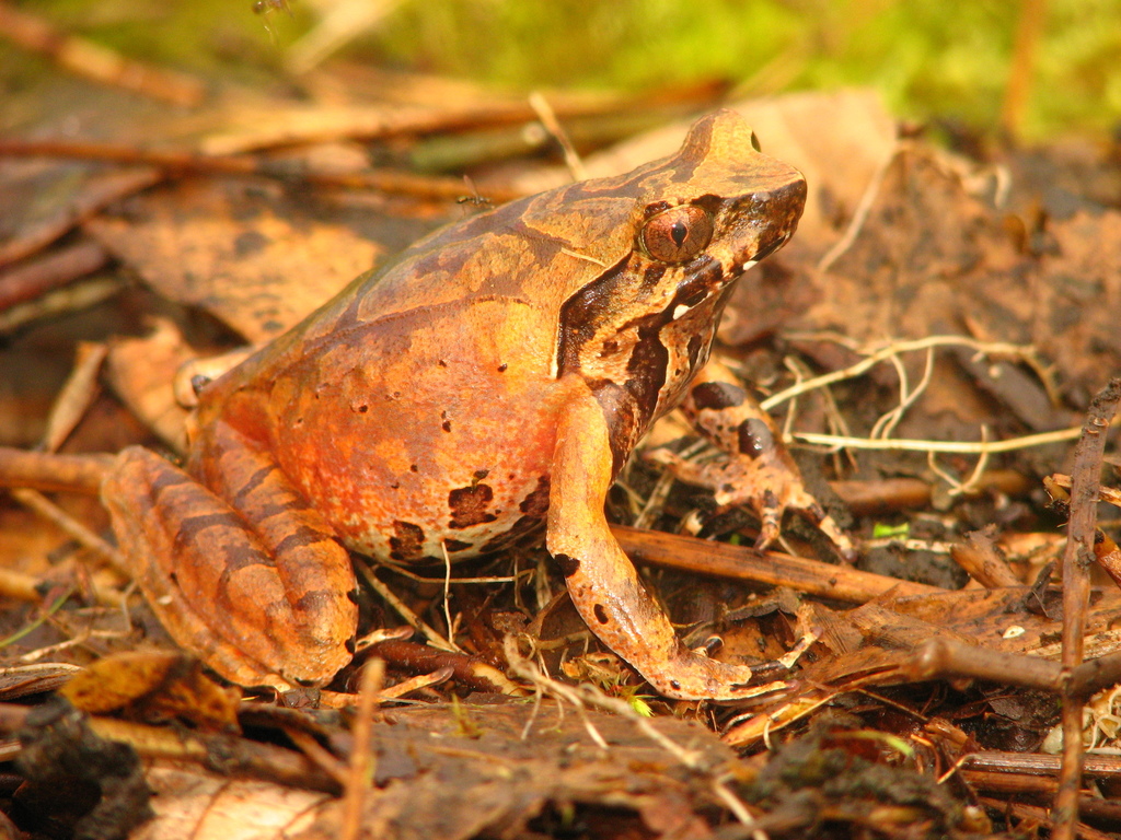 Xenophrys himalayana