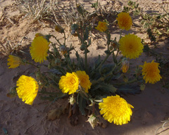 Launaea angustifolia