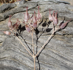 Kalanchoe rotundifolia