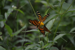 Eresia phillyra phillyra