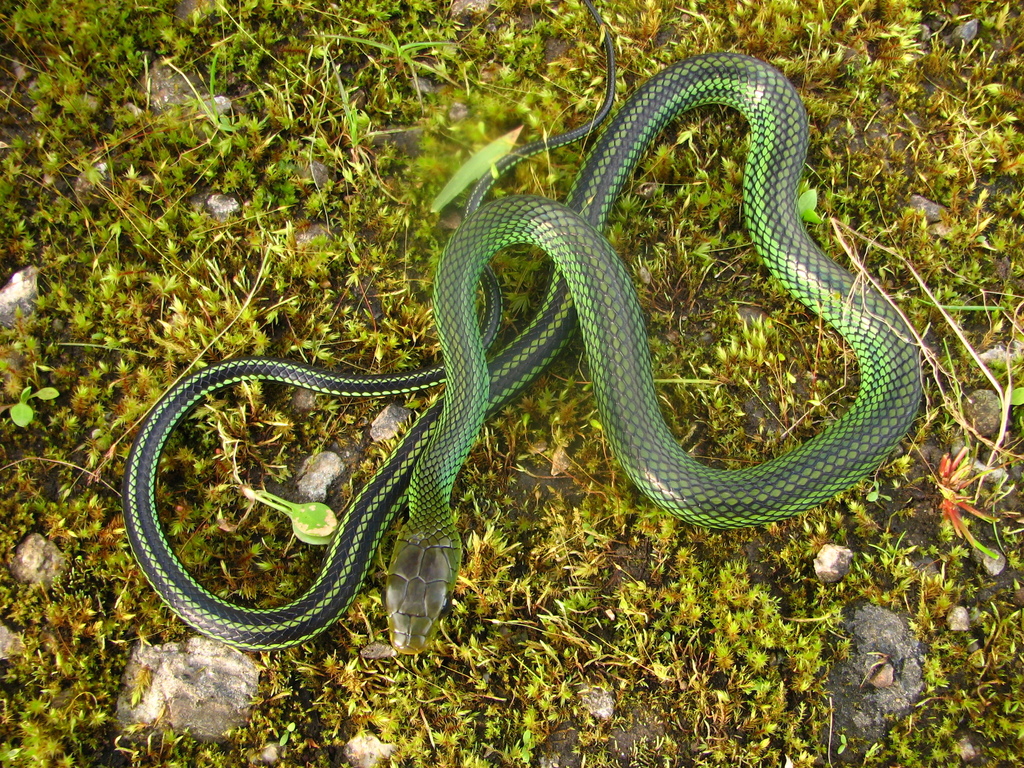 Green Rat Snake