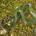 Green Rat Snake - Photo (c) Rohit Naniwadekar, some rights reserved (CC BY), uploaded by Rohit Naniwadekar