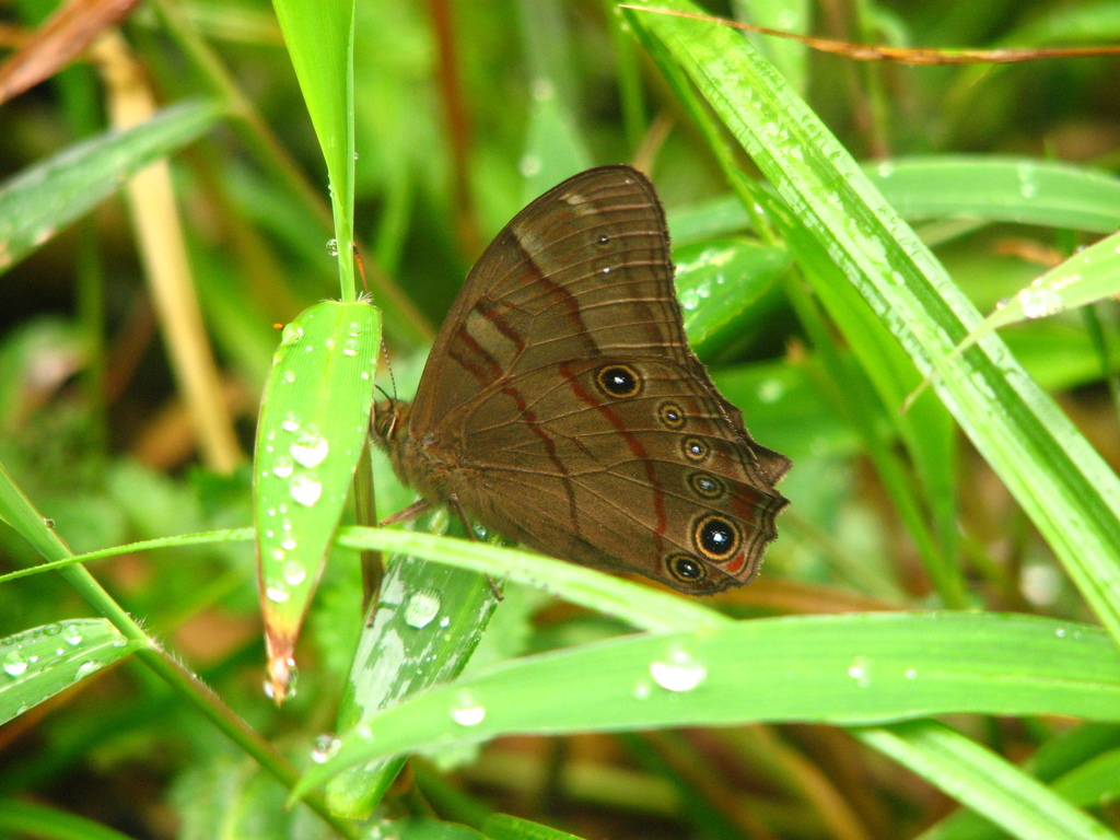 Brown Forester