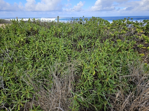 Image of Myoporum sandwicense by no rights reserved