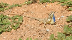 Sitana marudhamneydhal