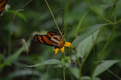 Eresia phillyra phillyra