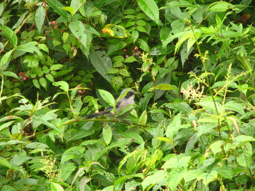 Beautiful Sibia (Heterophasia pulchella), photo 3