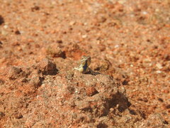 Sitana marudhamneydhal