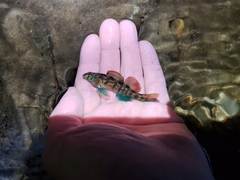 Turquoise Darter photo 2