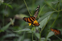 Eresia phillyra phillyra