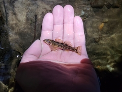 Turquoise Darter photo 3