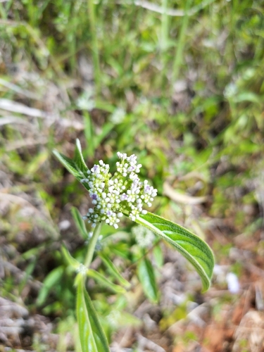 Knoxia sumatrensis observed 2025-01-08