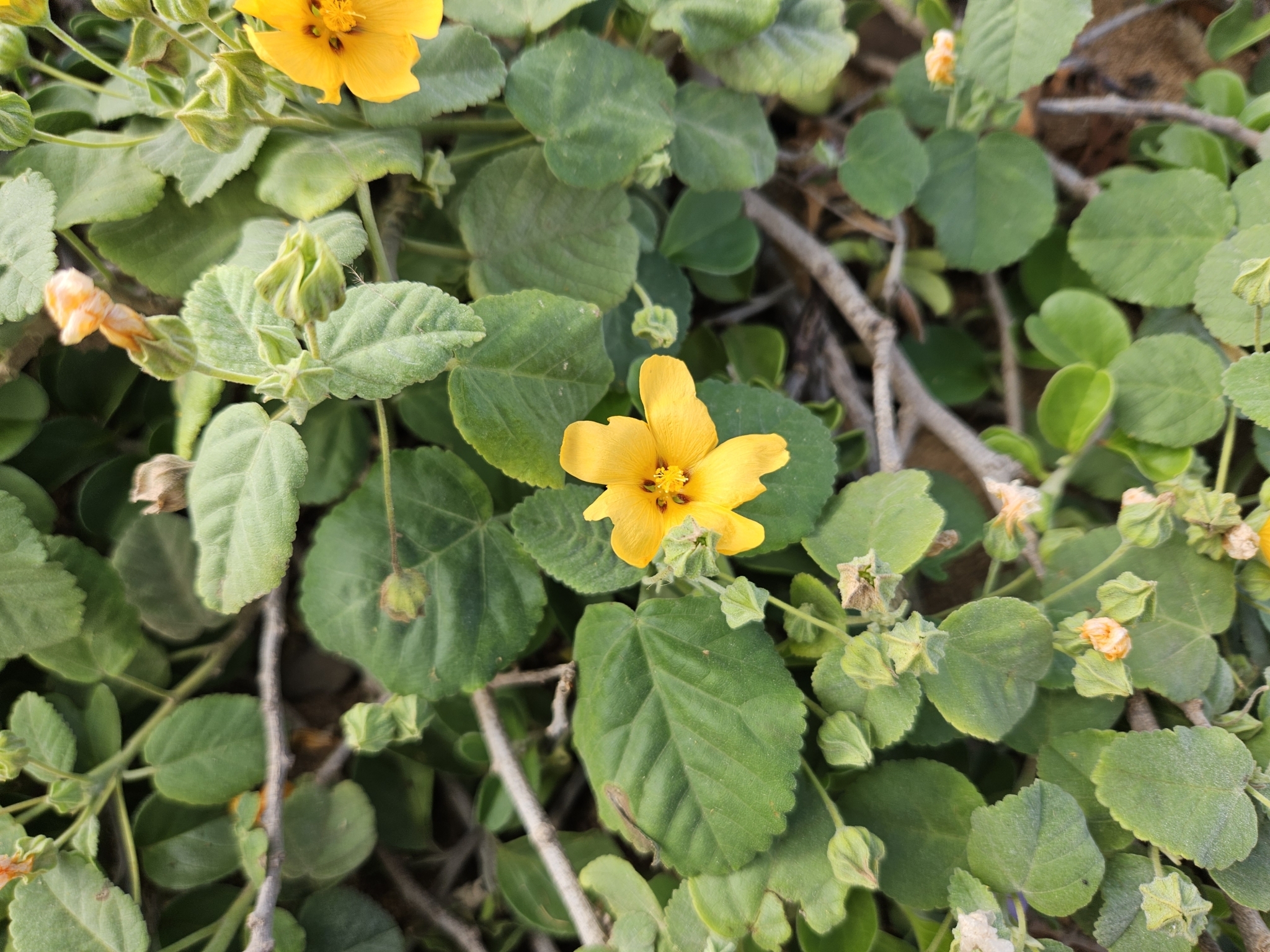 Imagem de Malva-branca