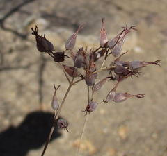 Kalanchoe rotundifolia