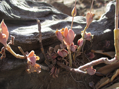 Kalanchoe rotundifolia