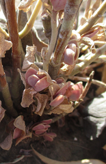 Kalanchoe rotundifolia