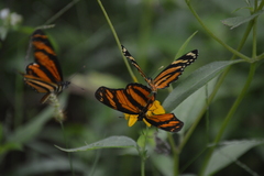 Eresia phillyra phillyra