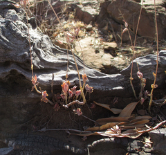 Kalanchoe rotundifolia