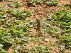 Sitana marudhamneydhal