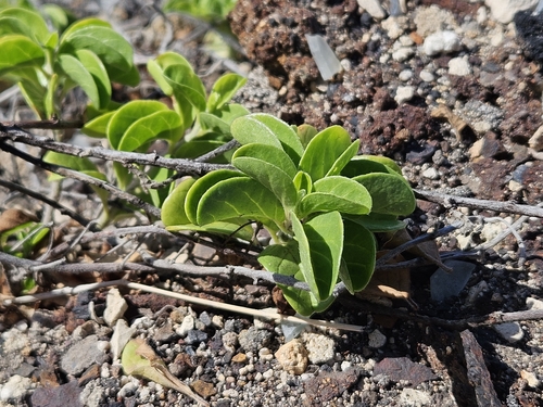 Image of Jacquemontia sandwicensis by no rights reserved