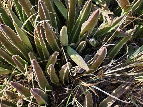 Foto de CACTO ESTRELA