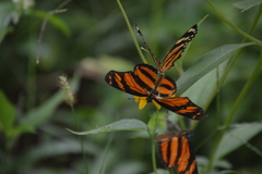 Eresia phillyra phillyra