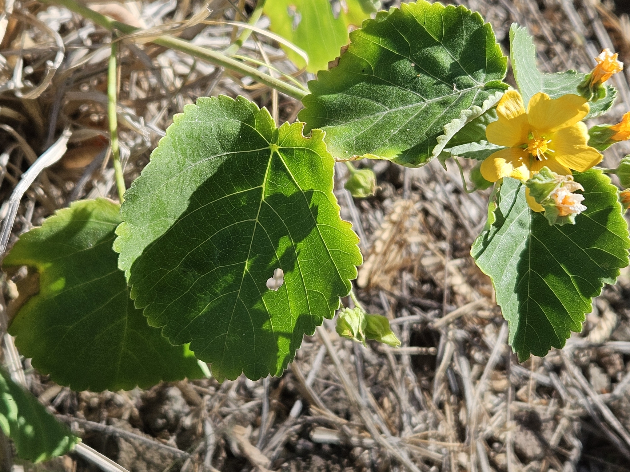 Imagem de Malva-branca