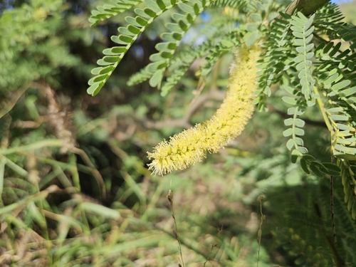 Image of Neltuma pallida by no rights reserved