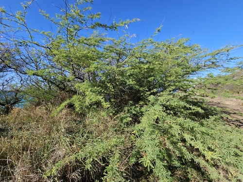 Image of Neltuma pallida by no rights reserved