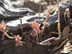 Kalanchoe rotundifolia
