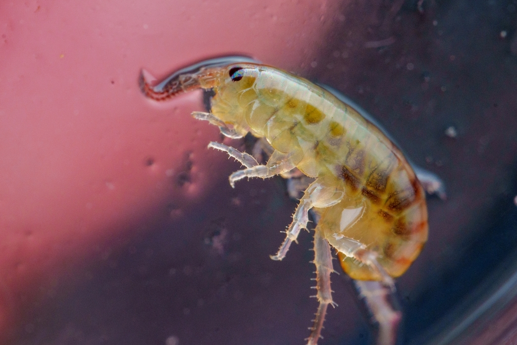 Bulychevia georgiana
