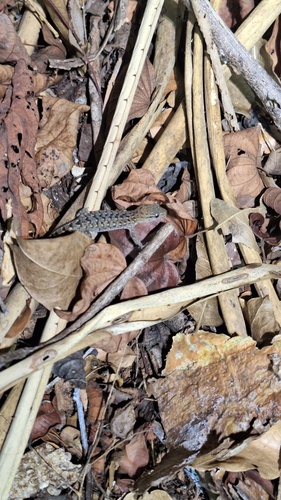 Naked-toed Gecko